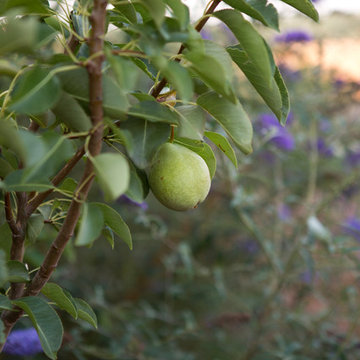 Edible Landscapes