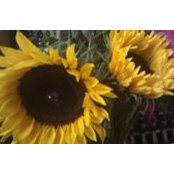 Ailsa Costello's photo