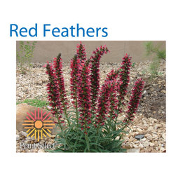 Common Perennial Types - Products