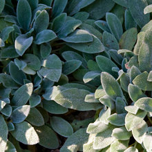 Garden Plants 1210