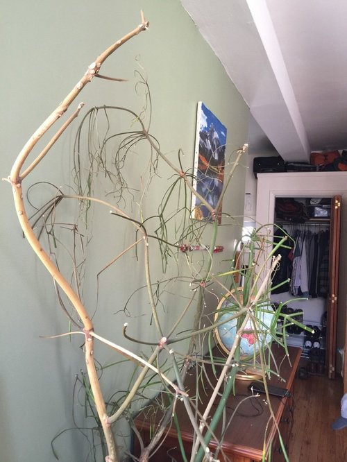 Pencil Cactus Dry And Dying Please Help