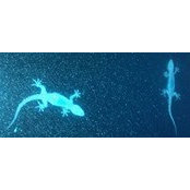 Nona Bailey's photo