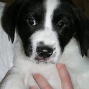 Foto von Toby Perro