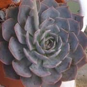 Foto von Rosa de Armas