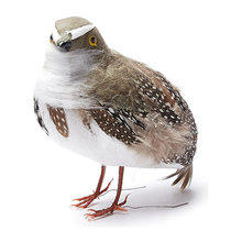 Jill's ideas