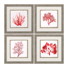 coral photo