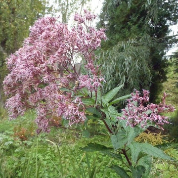 Blewett Acres Orchard & Edible Garden