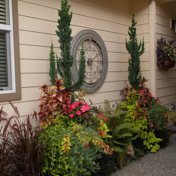 Conifers in containers
