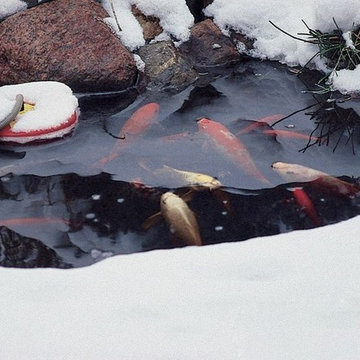 Pond Fish in Winter (Photo: Aquascapes Inc.)