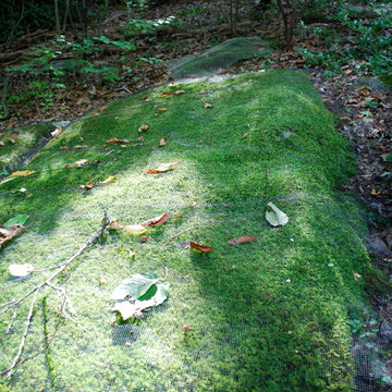 Moss garden
