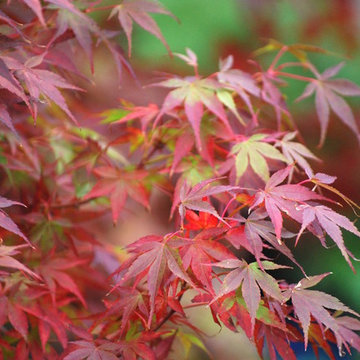 F A R M - Seasonal Autumn