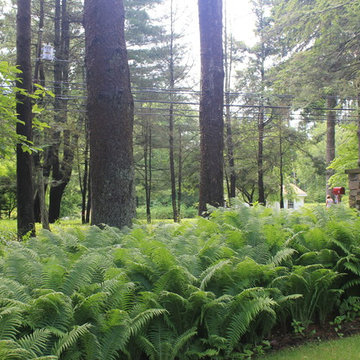 Plants for Connecticut Landscapes