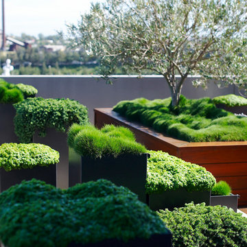 Glebe rooftop garden