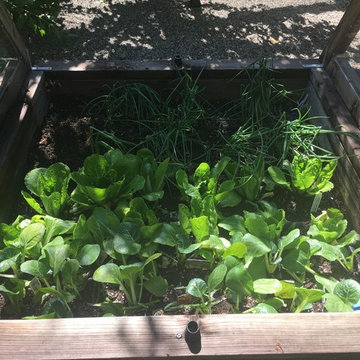 Organic Edible Gardens
