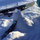 kelvin_lin69