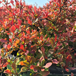 Current Featured Plants - Products