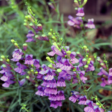 Wolfe Road Garden