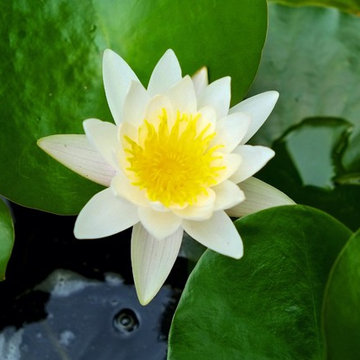 Wonders of Water