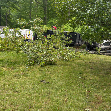 Tree Removal and Property Clearing Project