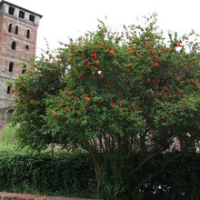 Abbazia