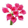 Begonia Hot Pink