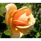 Maureen Williams's photo
