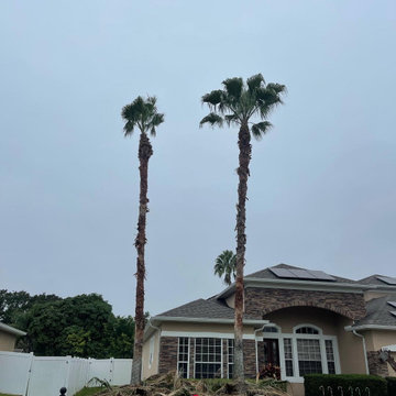 Palm Tree Trim - Before