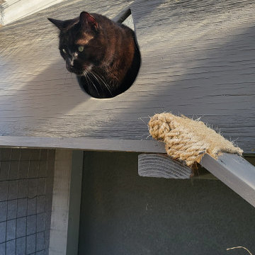 The Purr-fect Playground✨