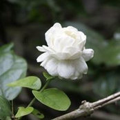 Mona Assaad's photo