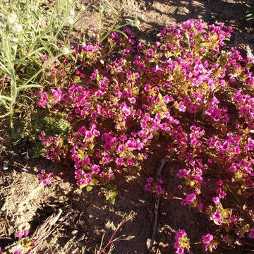 NATIVE BUNCH GRASSES AND WILD FLOWERS BENEFIT FROM THE SNOW AND RAIN