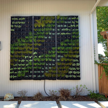 Living Wall - Vertical Garden With Succulents, Grasses and Flowering Plants.