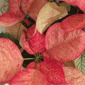 Terese Hammerle's photo