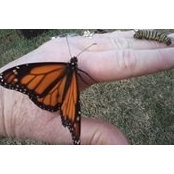 Ina Muckey's photo