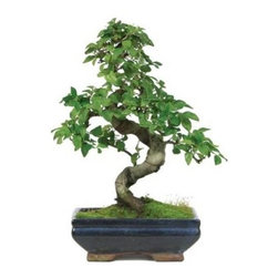 7 year Chinese Ligustrum Outdoor Bonsai Tree - Area Rugs