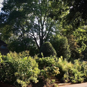 Front Yard Native Plant Garden | West Falls Church, VA