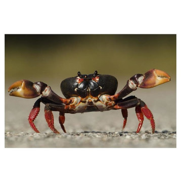 Blackback Land Crab In Defensive Posture, Zapata Swamp National Park, Cuba