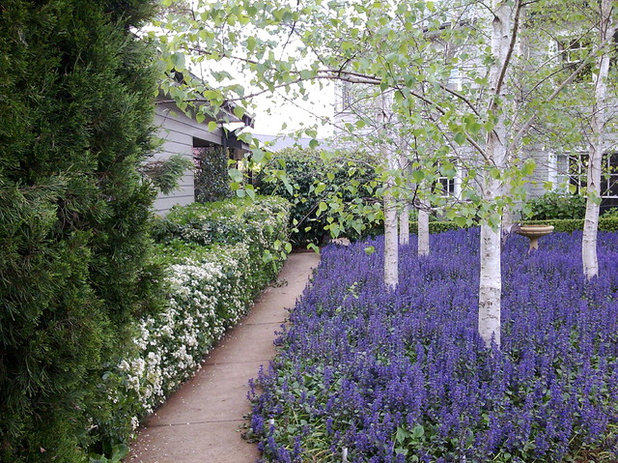 Traditional Garden by Arthur Lathouris Garden Designer