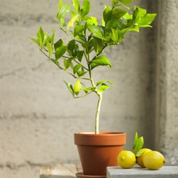 Organic Dwarf Meyer Lemon Tree - Plants