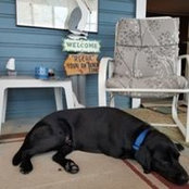 Sharon Mitchell's photo