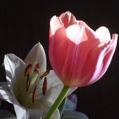 Janine Ferris's photo