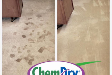 Carpet Cleaning - Pet Urine Stains