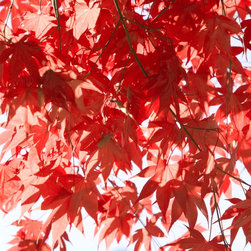 Fine Art suitable for framing - Products