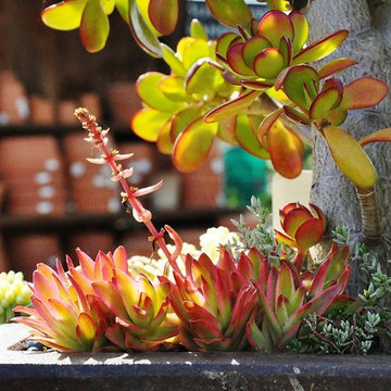 Mediterranean Los Osos Garden