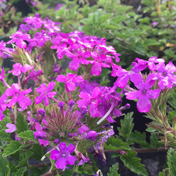 Current Featured Plants - Products