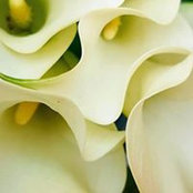 Danitza CovaTre's photo