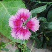 Thaer Muhsin's photo