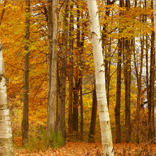 Birches