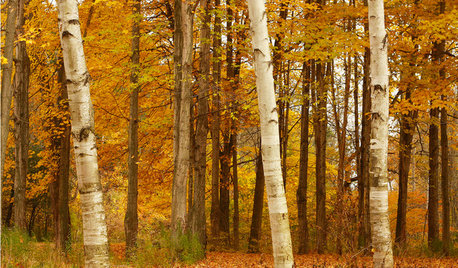 Moodboard: Inspiriert vom herbstlichen Spaziergang durch den Wald