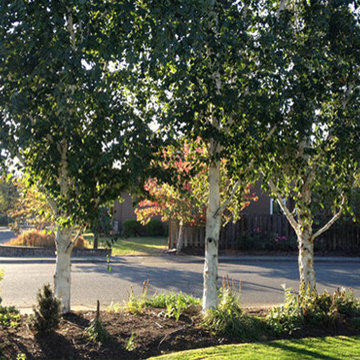 Tree and Shrub Pruning
