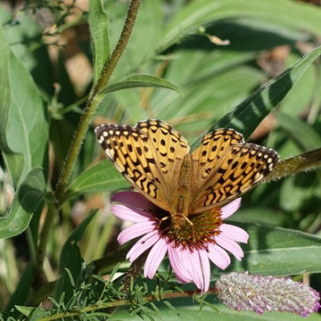 fritillary butterfly